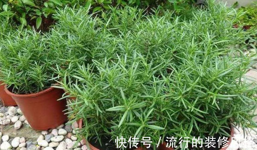 缺铁性黄叶|5种花又香又美,家里摆十盆都不嫌多,对身心健康有帮助