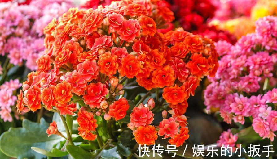 长寿花|长寿花为什么能长寿,很多朋友还不知道,看完这些就会明白