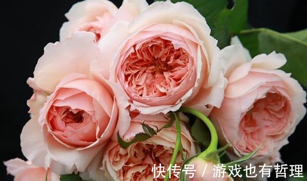 花朵|30个浓香月季品种,你喜欢哪一种养一棵满院飘香!