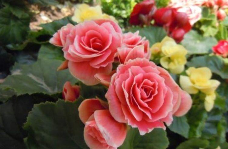 4种花很耐养,沾土就能活,花量大不操心,越养越喜欢