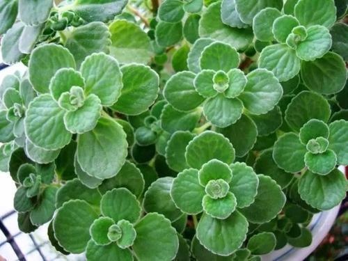 5种花卉，叶子臭味大，开花美醉了，炒菜太好吃了