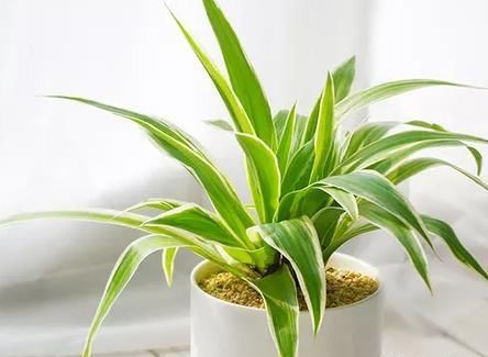 如何使盆栽吊兰更具欣赏性？