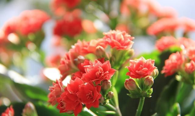 长寿花栽种，这样配土，植株长势旺，管理更简单