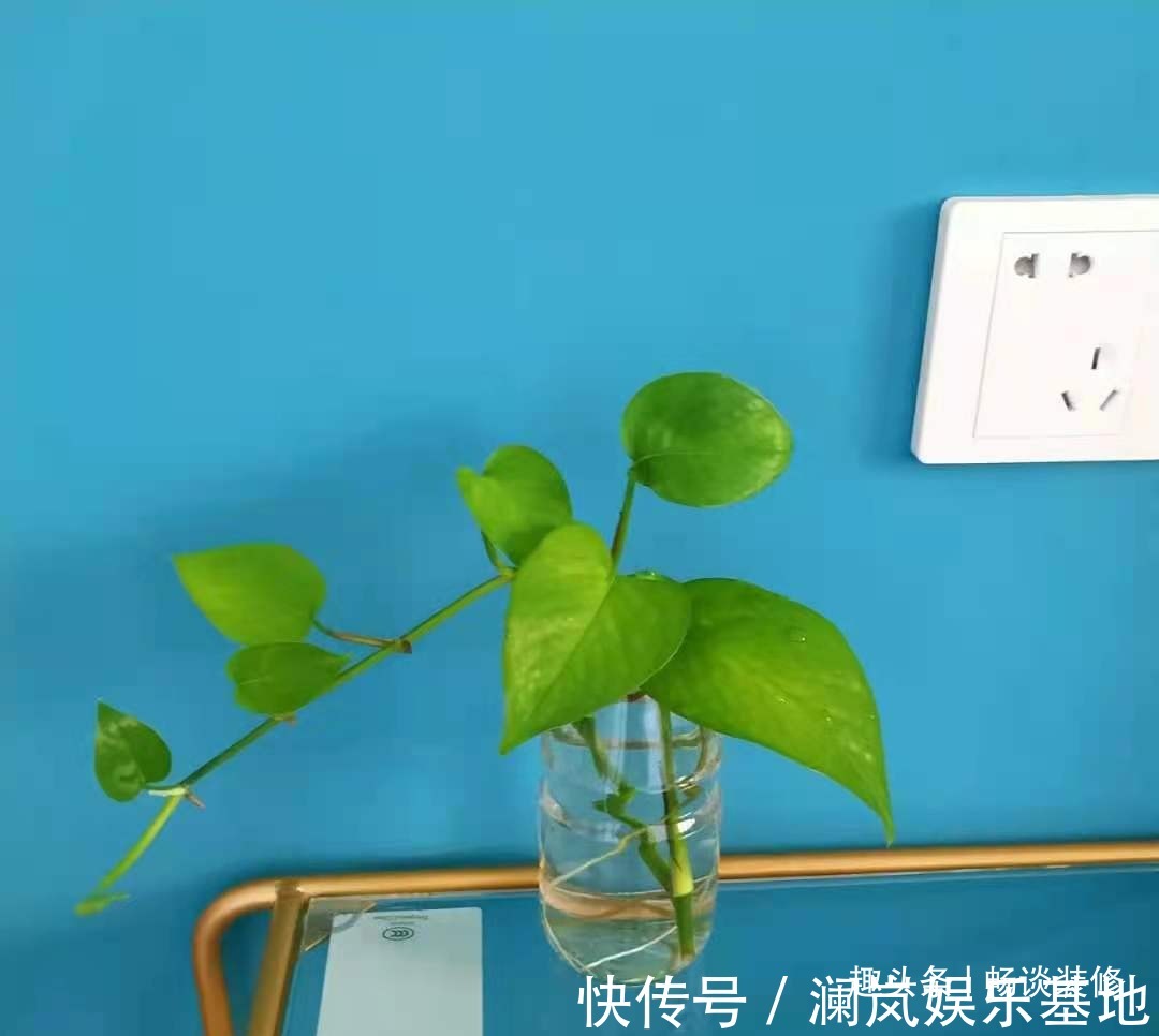 长寿花|养坏了几十盆花,才总结出来的避坑心得,养花新手看这篇就够了