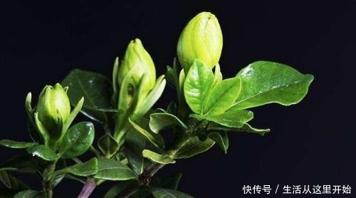 春天给栀子花“剃个头”，树冠很快成大球，花苞压弯枝头！