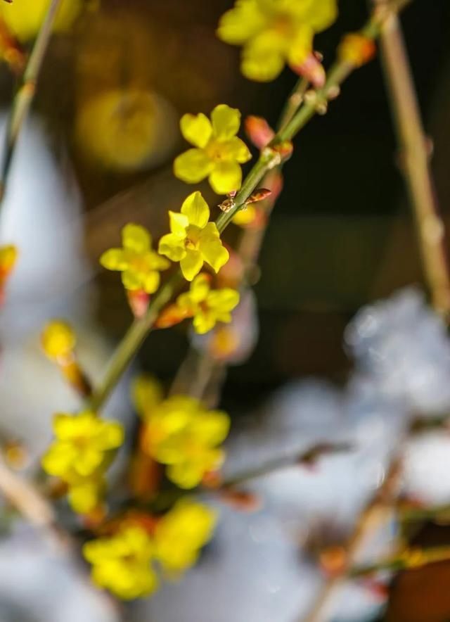 迎春花开报春来，带你一起云赏花