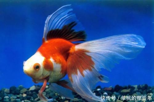 才能|金鱼要怎么养才能活的久一点