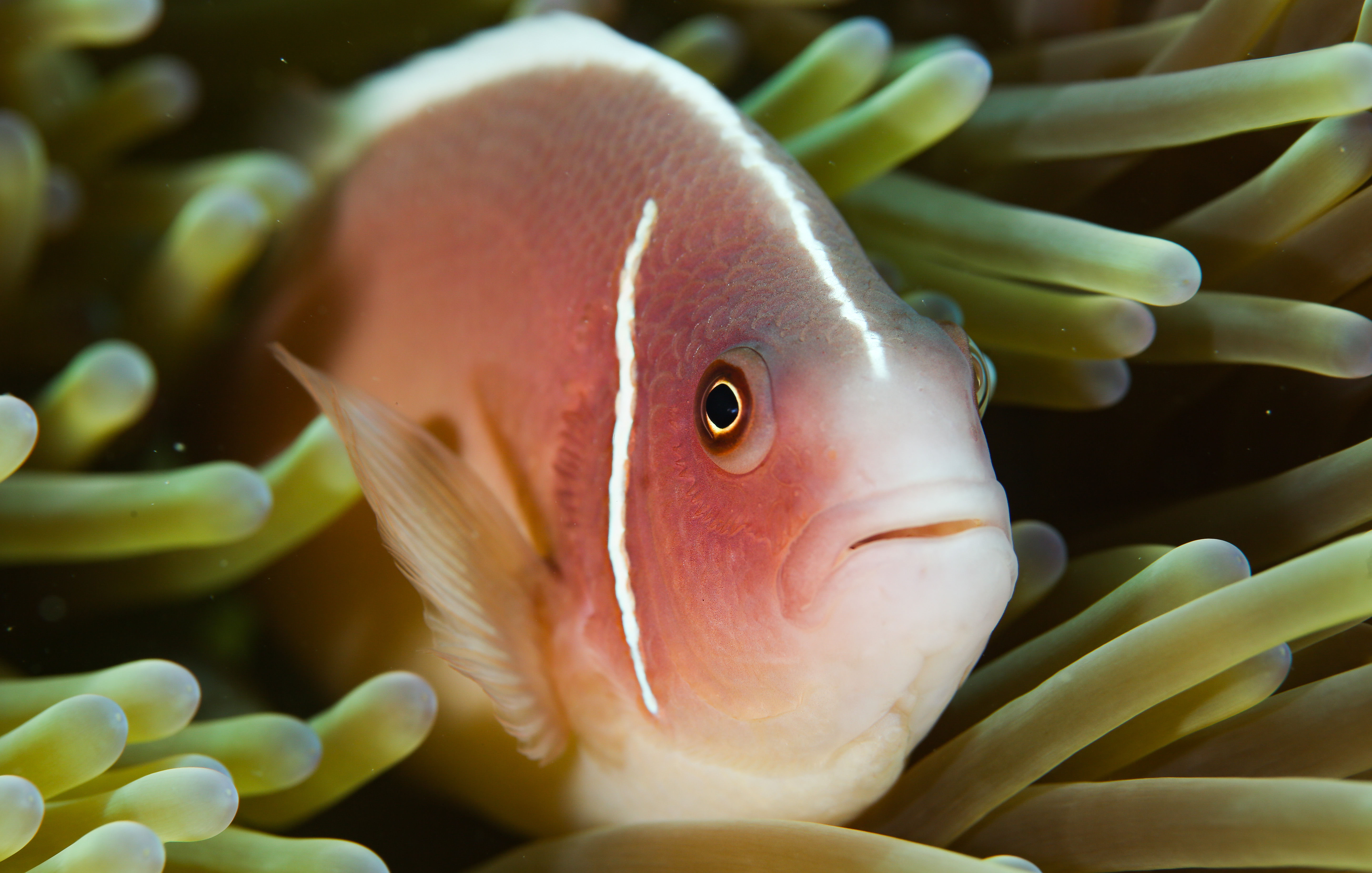 海南大学 新华全媒+丨牧海教授王爱民：为海洋生物安个家