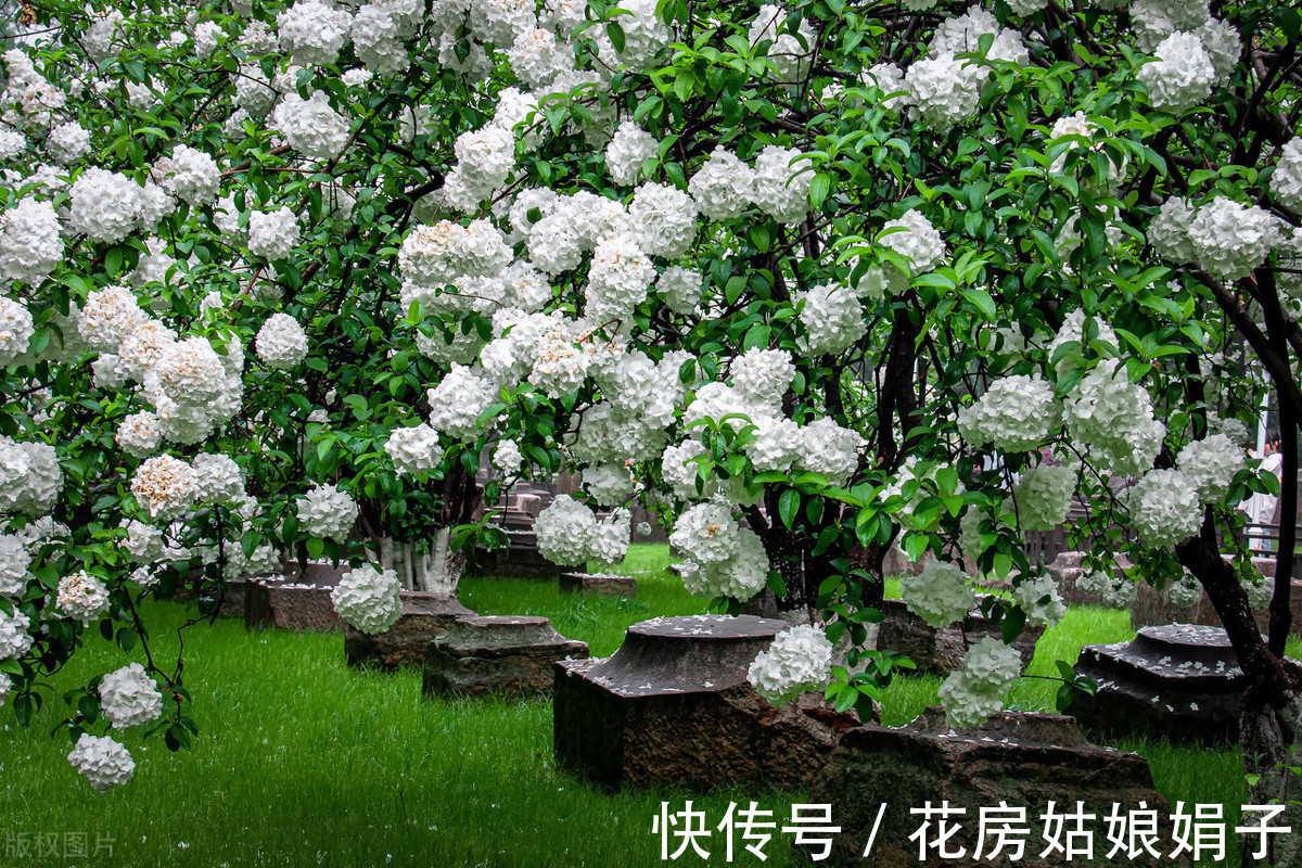 盆栽|盆栽花卉如何度过42天的三伏天？记住5个要点，安全度过三伏天