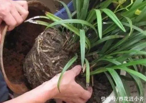 花盆|给花换盆的“错误”操作，很多人都这样做，下次一定要改
