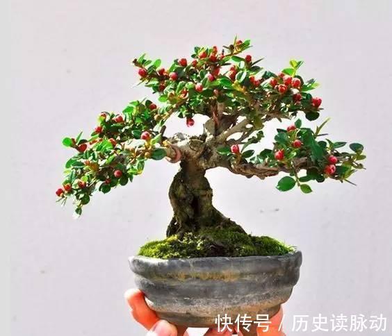 栒子|很适合新手小白种植的盆景平枝栒子种植养护简单易管理