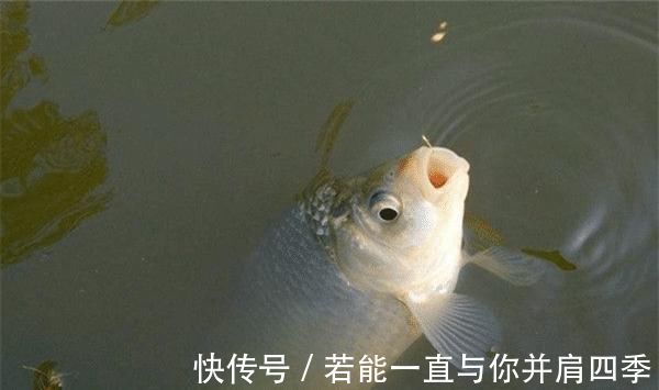 水温|窝中有鱼但是无口，你需要做这些调整，很快就能见效！