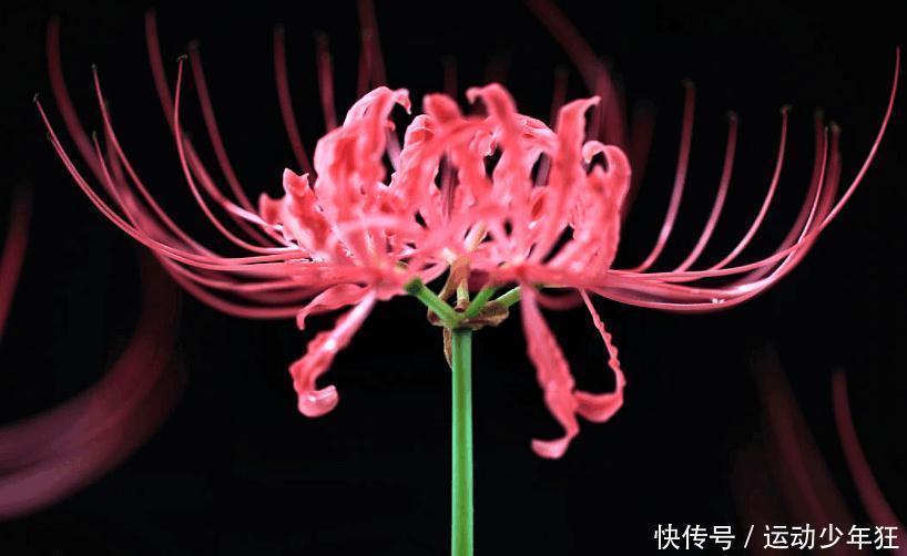 鸩鸟|古代最有名的四大毒物, 鹤顶红仅排第二, 第一让人又爱又恨