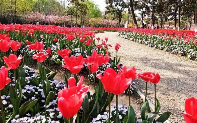 美出圈！4万株郁金香花开正盛，错过等一年