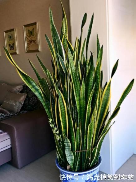 适合客厅养的6种“镇宅花”,美观大气又好养,越养越旺家