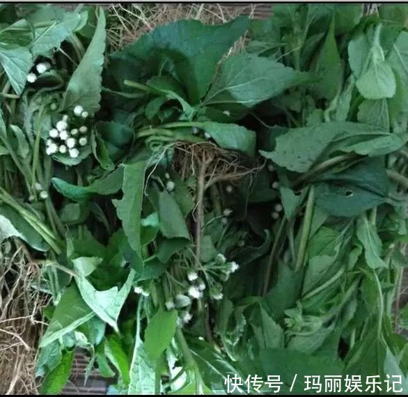 藿香蓟|止痛，止血，排石的功用，主治上呼吸道感染，扁桃体炎，咽喉炎