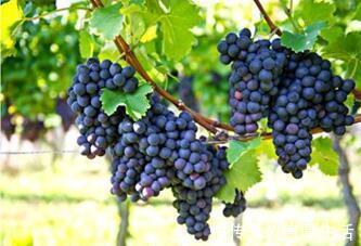 葡萄|高血压患者请记住,千万别吃这些食物,吃多了血压蹭蹭往上涨