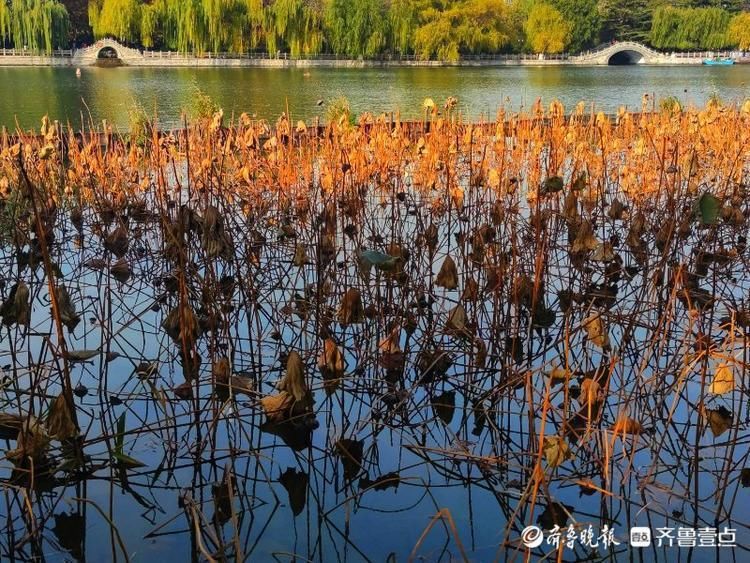 冬日|大明湖冬日残荷傲骨，落幕的舞者绽放最后的芳华