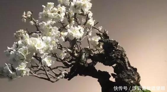 玩盆景必须学会的上盆技巧,这些方法要知道!