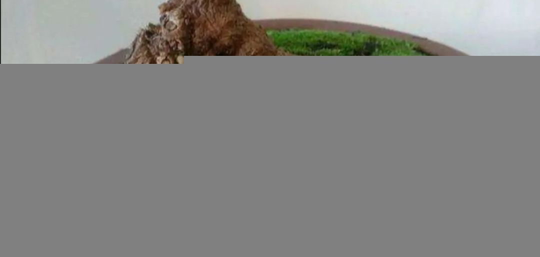 铺设|2种简单的方法，让盆景里长出绿油油的苔藓，漂亮又美观