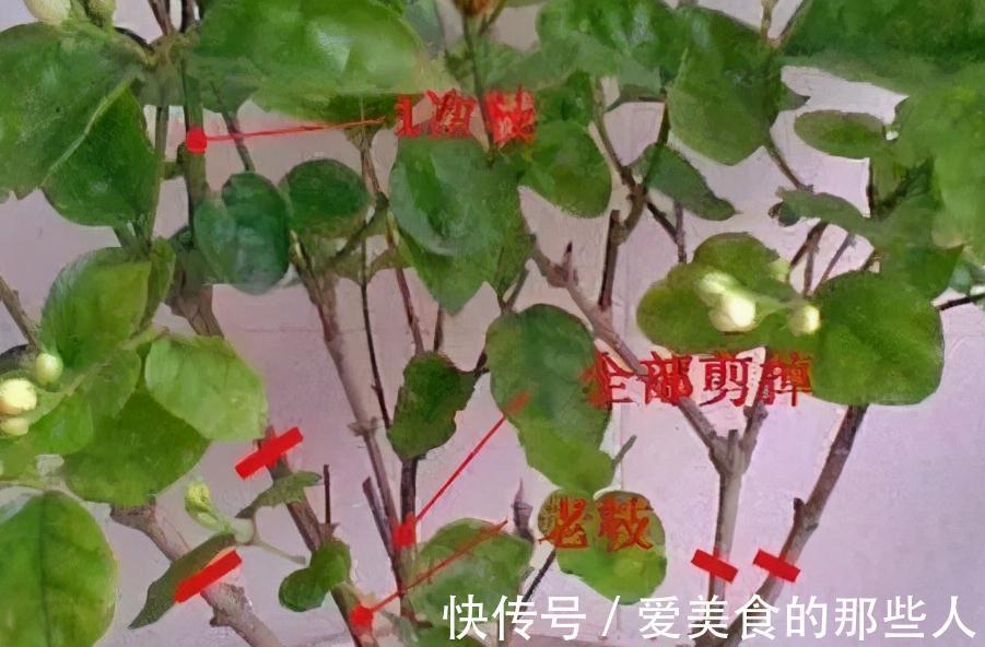 11月养茉莉,狠心剪1刀,做好4个不能,来年长势猛,花艳