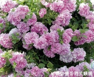 家里养了4种花，夏天也别忘了施肥，不然花香淡开花少