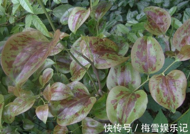 风湿骨痛|农村娃吃到吐的一种野果,没想到是风湿骨痛的克星!