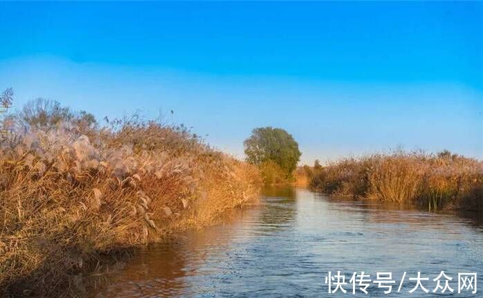 初冬|看芦花飞雪、观候鸟齐飞！赏初冬醉美黄河入海口