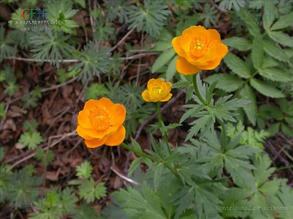 中草药|中草药科普：金莲花