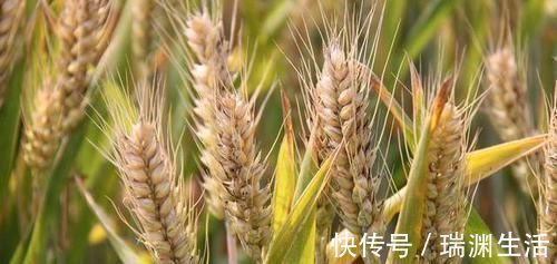 食物|长期失眠的人,睡前少碰3物,多喝3水,宁心安神,整夜睡得香甜