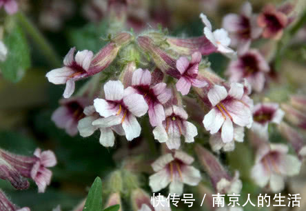 克星|老中医农村1种花是糖尿病“克星”，坚持吃，改善胰岛素