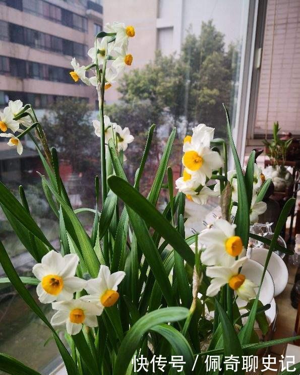 养水仙水培土培都可以,但是不能水土混养,容易烂球