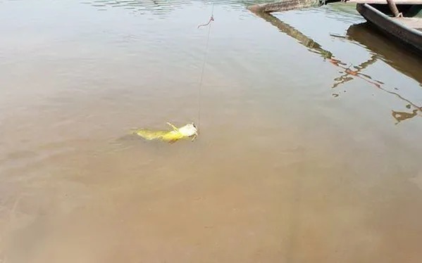 常用5招“对付”黄颡鱼，简单又好用，鱼一条接一条上钩！