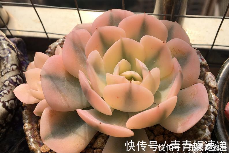 美杜莎|多肉长根就等于成活，但最难的就是发根，有啥办法能加速发根呢？