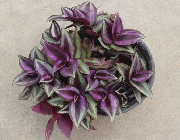 超哥|室内3种“角落花”,光越暗,花越红,一放阳台,不是黄叶就烂根