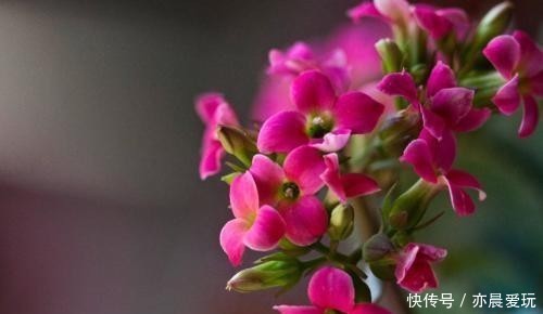 长寿|冬季长寿花正灿烂绽放,长期摆在室内别让白粉病钻了空子
