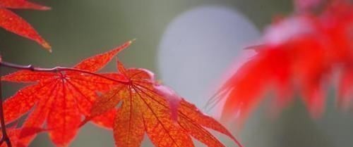 农历|阴历哪几天出生的孩子,是上等命,孝顺又有出息,早晚出人头地