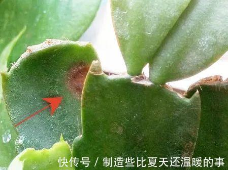 要点|养护蟹爪兰,要注意8个要点,才能开出仙气飘飘花