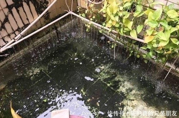 池子|野湖钓回一条鱼，放进家里水池，结果池子里的鱼全死了！