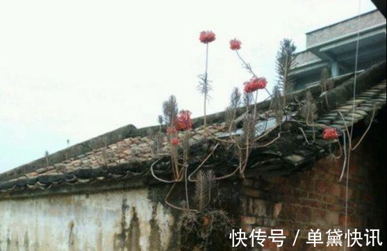 这5种花随便掐个枝就活,新手懒人花友千万别错过!