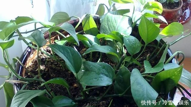 根部|养富贵竹、君子兰、绿萝,一对一喂”神仙水“才根壮叶绿