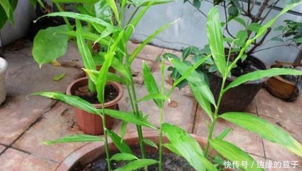 生姜叶子发黄是什么原因,生姜叶子发黄怎么办,看看老农的做法