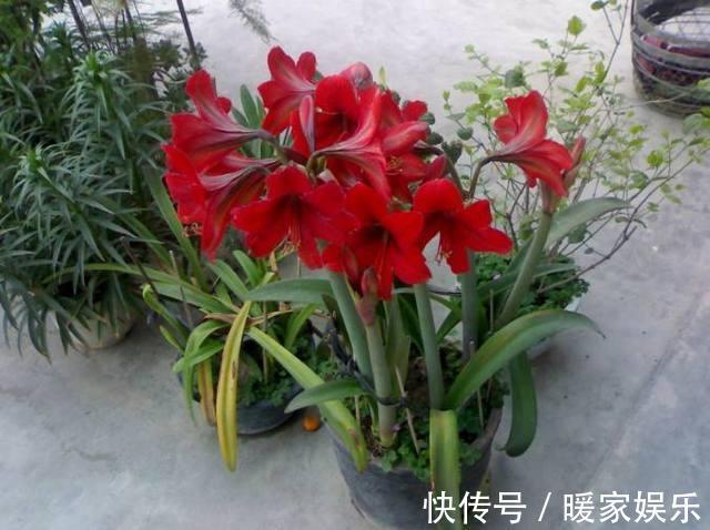 四季海棠|秋天适合种什么花这7种好看又好养的花，总有一种适合你！