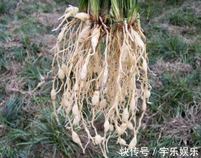 在路边，若是遇到1种“麦冬草”，请保护，比“岩黄连”珍贵！