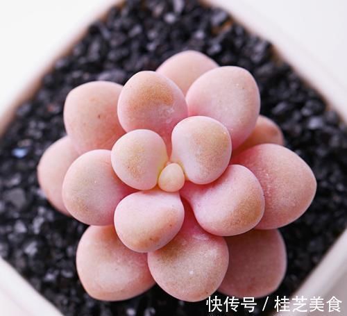 养多肉艾伦，掌握2个笨办法，长得粉粉嫩嫩，人人见了都夸美