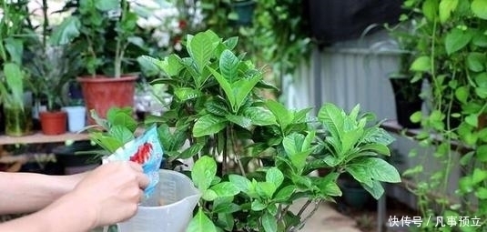 烂根|养花土里掺点它,盆土疏松肥沃,不黄叶不烂根,啥花都喜欢!