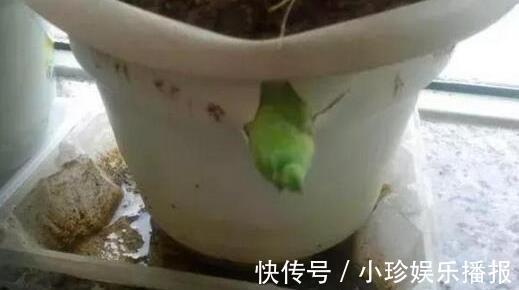 虎皮兰长得慢，秋后用它养，粗根变小芽，顶破盆，太给力了