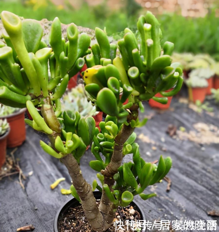 青锁龙属|一种多肉名叫吸财树,叶形奇特还会变色,冬天用对方法还能爆盆