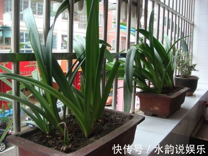 油桶|剩下的空油桶先别扔,教你变废为宝,半月不浇水也没事!