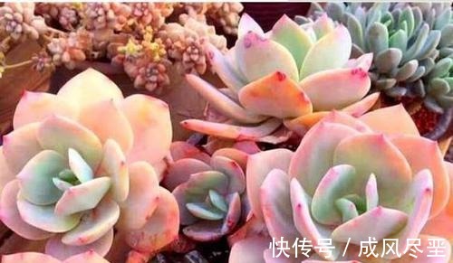 6种大型多肉植物,颜值高好养护,阳台种一盆,大气上档次!